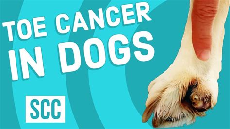 dog cancer survival rate